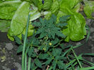 DSCN8670