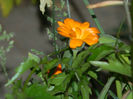 DSCN8678