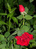DSCN8696