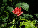 DSCN8707