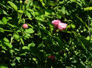 DSCN8709
