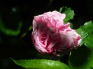 DSCN8710