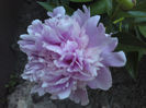 036