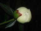 SANY0135
