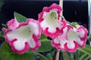 Rosalinda