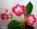 Tigrina Red _ S