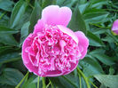 Peony. Bujor (2013, May 12)