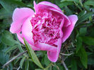 Peony. Bujor (2013, May 12)
