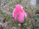 Royal Highness rose, 13may2013