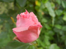Royal Highness rose, 13may2013