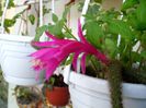 aporocactus