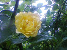 trandafir urcator galben