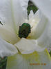 Micutul carabus, pierdut......