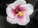 Pink dream - un bat cu floare :)