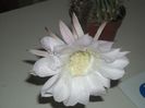 Echinopsis