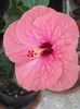 ??? tot un bat cu floare :)