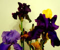 buchet muticolor