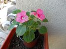 DSCN0523