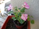 DSCN0527