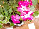 DSCN0875