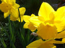Copy of IMG_0351