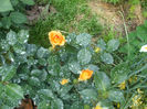 Goldelse