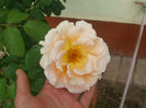 Goldener Olymp
