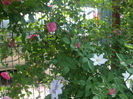 DSCF0854