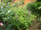 DSCF0917