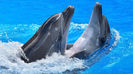 dolphins playing