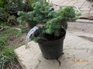 picea waldbrun