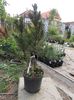 PINUS MUGO MUGHUS 35