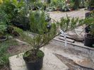 JUNIPERUS MINT JULEP 24