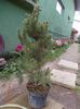 pinus mugo mughus 35