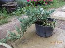 juniperus blue chip 24lei