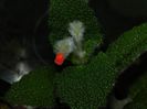 Sinningia Bullata