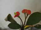 IMG_2517