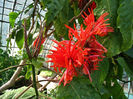 Aphelandra tetragona