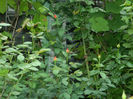 DSCN8957