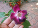 DSCF0950