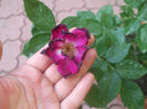 DSCF0951