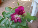 DSCF0959