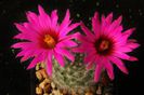 Mammillaria guelzowiana