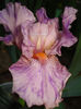 64A.Isn t This Something