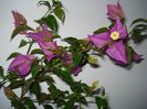 DSC06886
