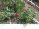 DSCN8682_4142