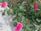DSCN8685_4145