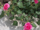 DSCN8692_4152