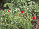 DSCN8694_4154