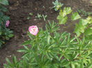 DSCN8696_4156